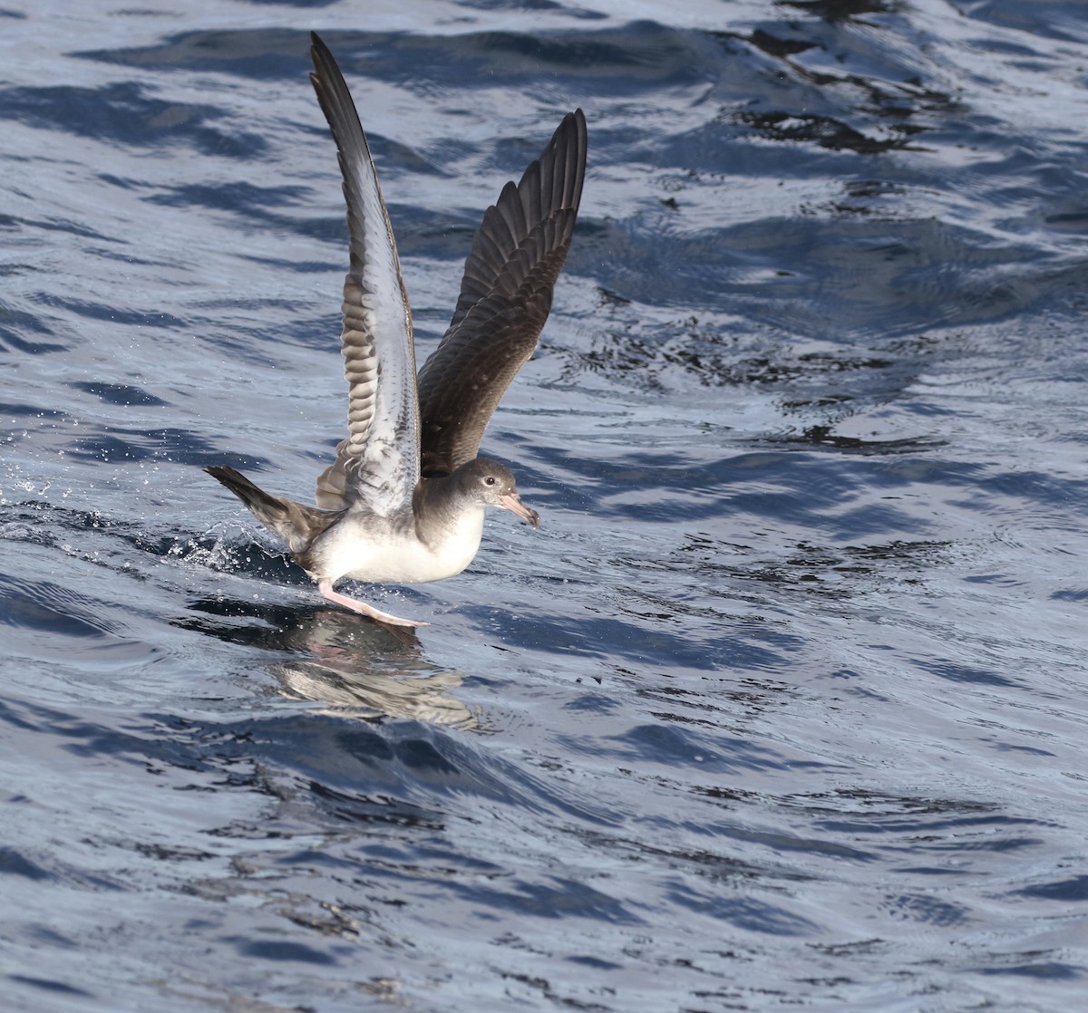 Pink-footed Shearwater - ML619174974