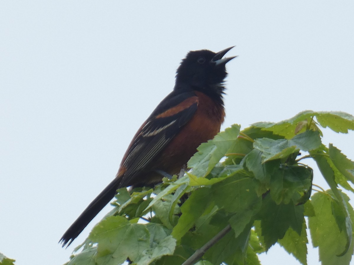 Orchard Oriole - ML619175015