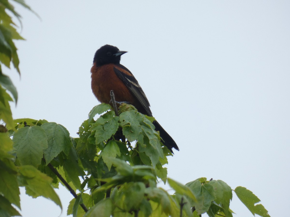 Orchard Oriole - ML619175017