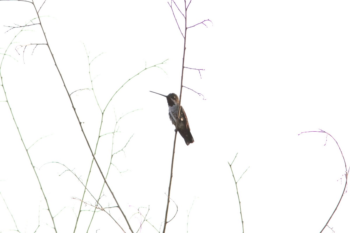 kolibřík hvězdohrdlý - ML619175043