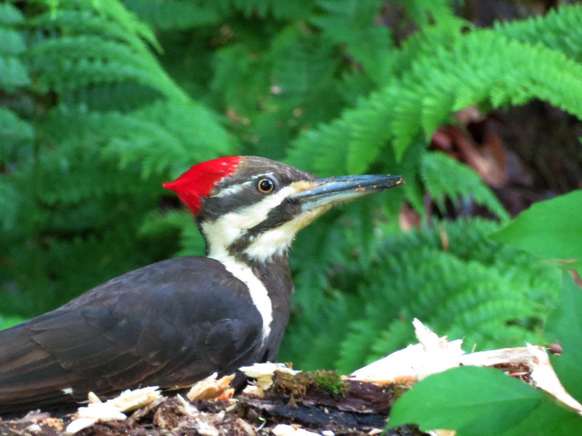 Pileated Woodpecker - ML619175115