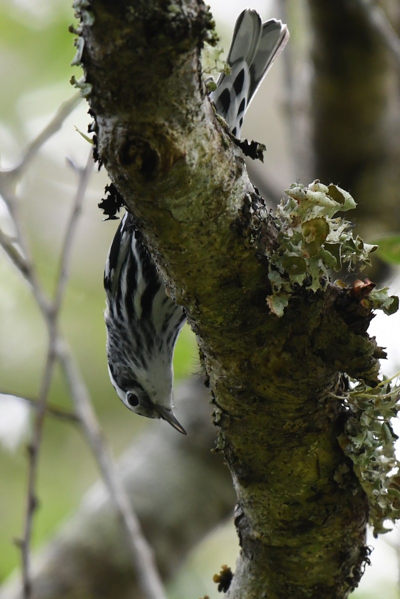 Black-and-white Warbler - ML619175122