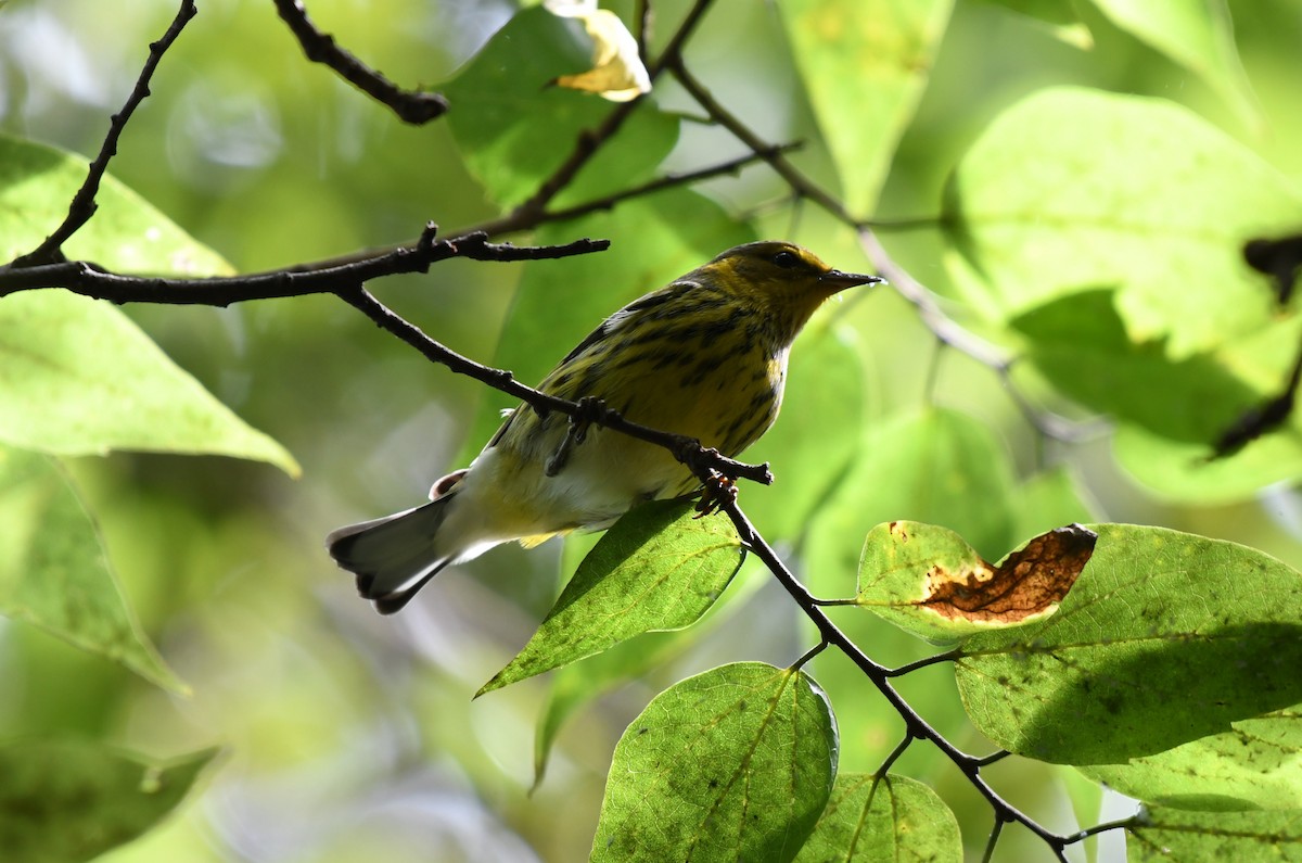 Cape May Warbler - ML619175145