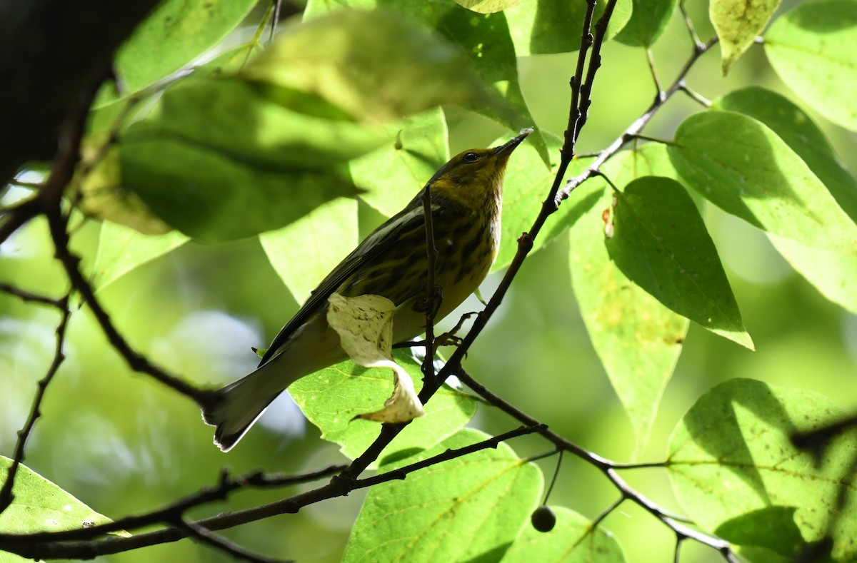 Cape May Warbler - ML619175147