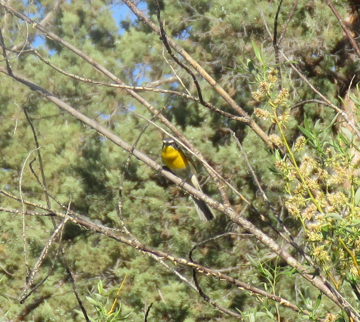 Yellow-breasted Chat - ML619175159
