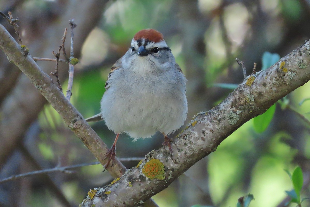 Chipping Sparrow - ML619175178