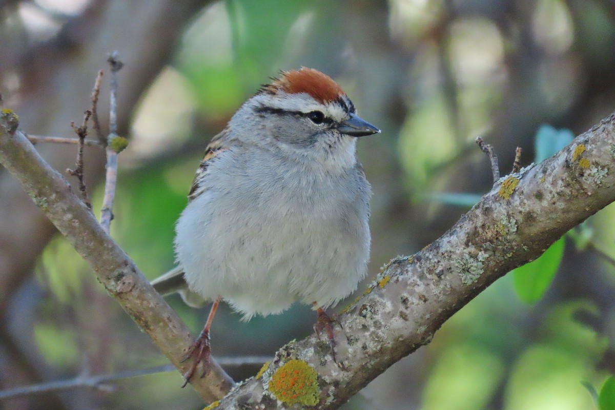 Chipping Sparrow - ML619175180