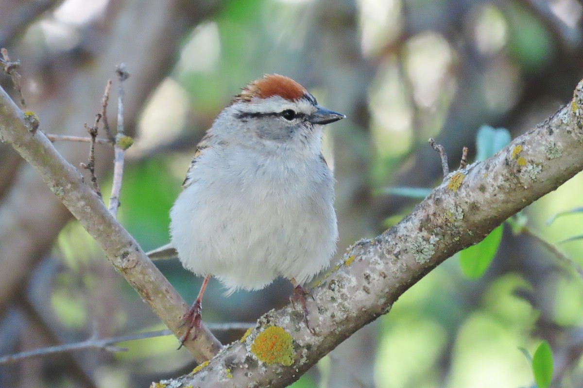 Chipping Sparrow - ML619175181