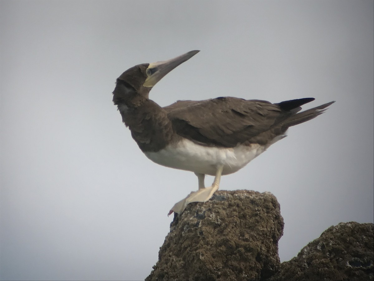 Brown Booby - ML619175188