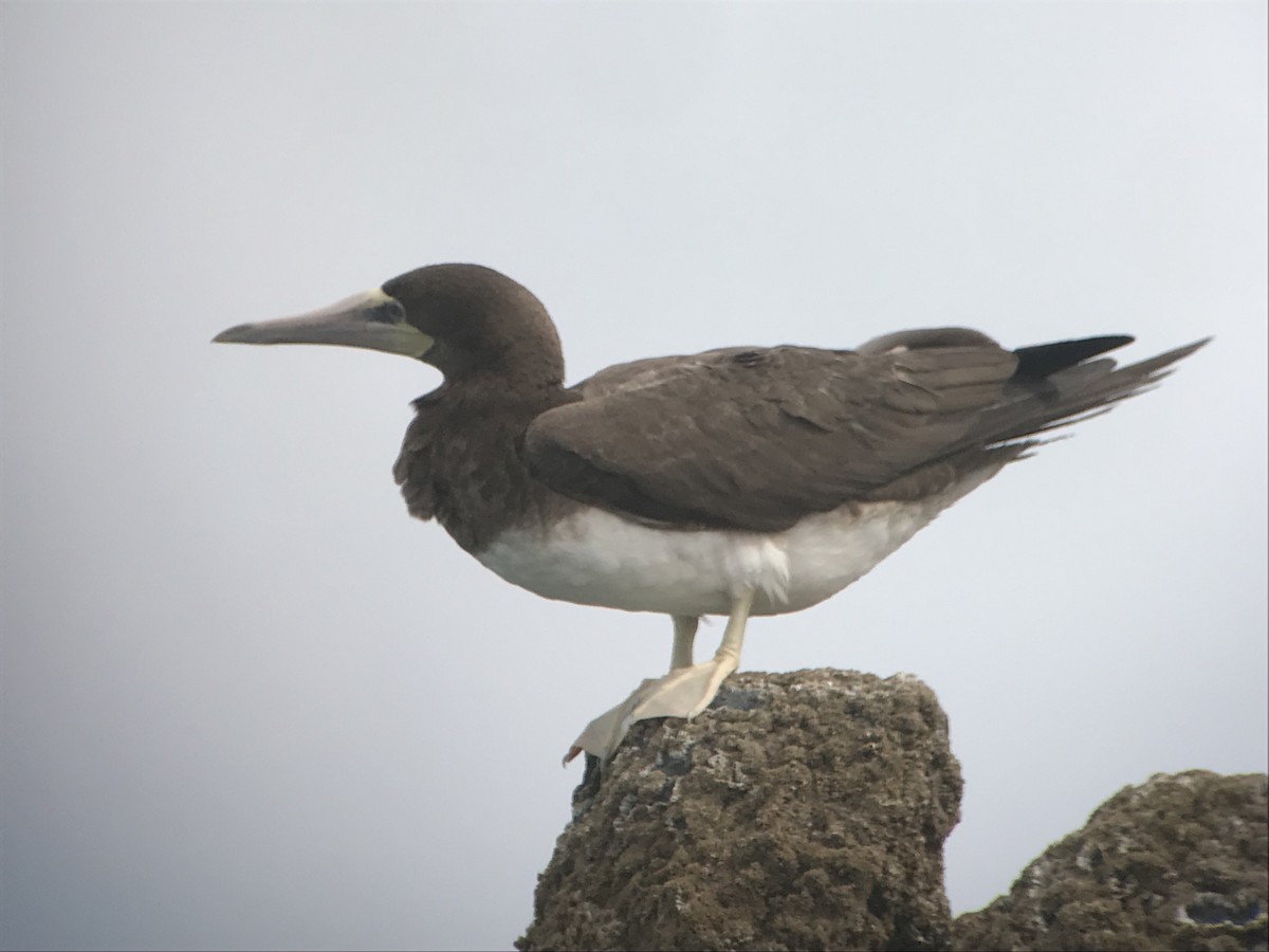 Brown Booby - ML619175189