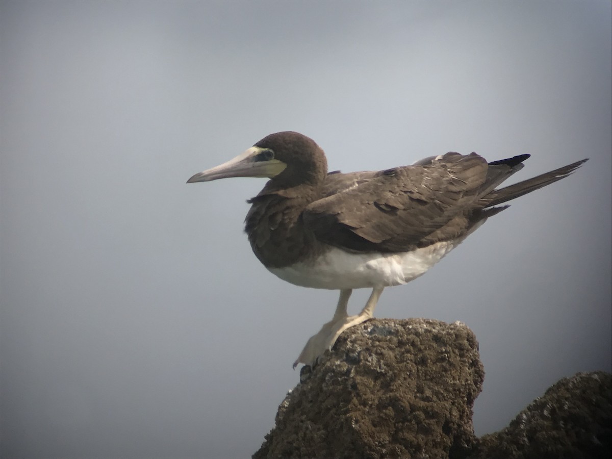 Brown Booby - ML619175192
