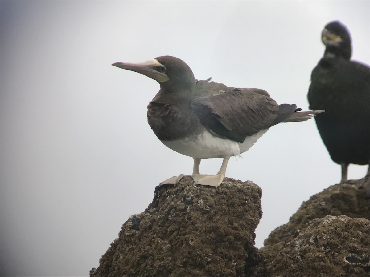 Brown Booby - ML619175193
