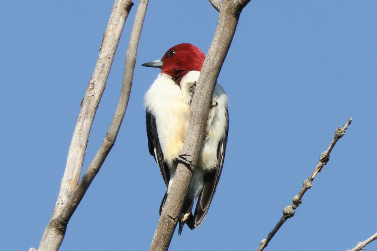 Red-headed Woodpecker - ML619175203