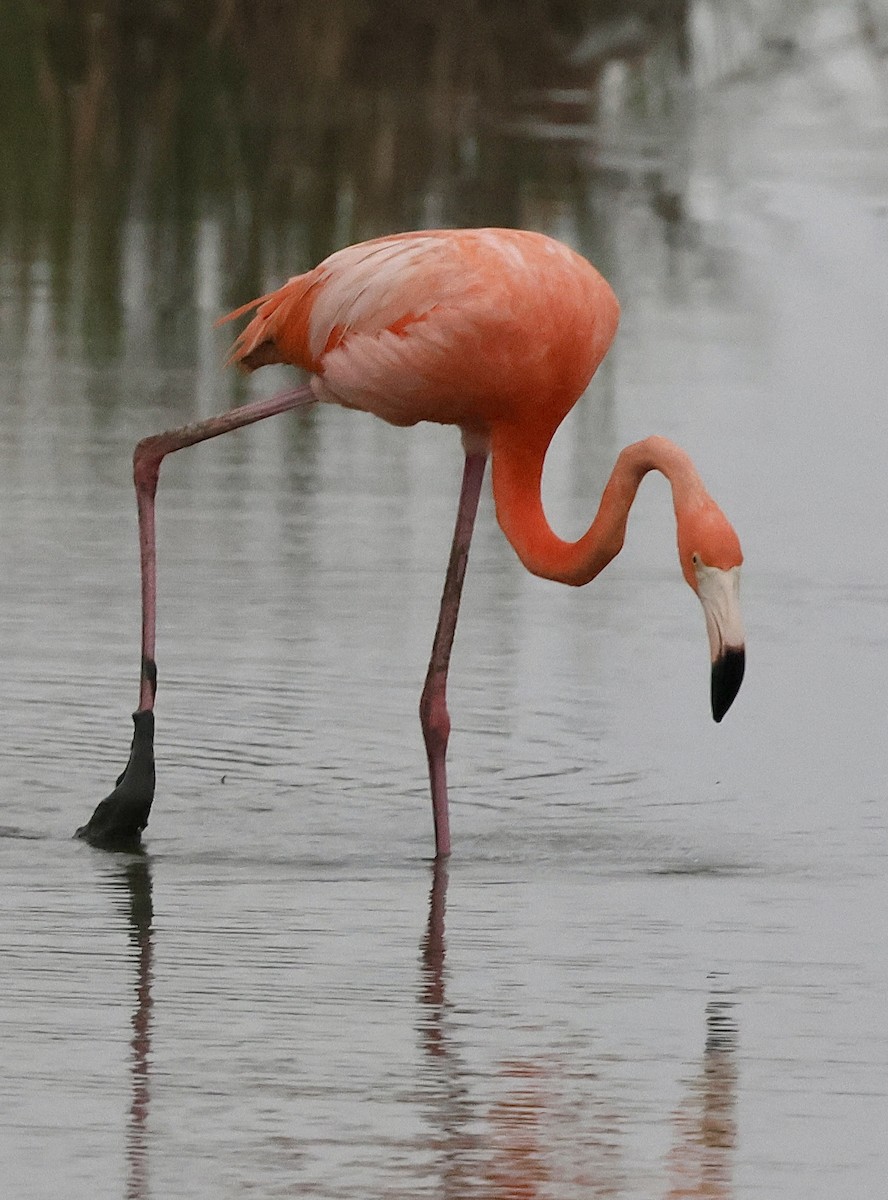 Amerika Flamingosu - ML619175221