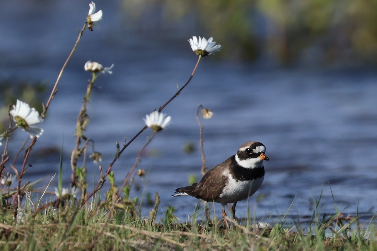 Common Ringed Plover - ML619175247