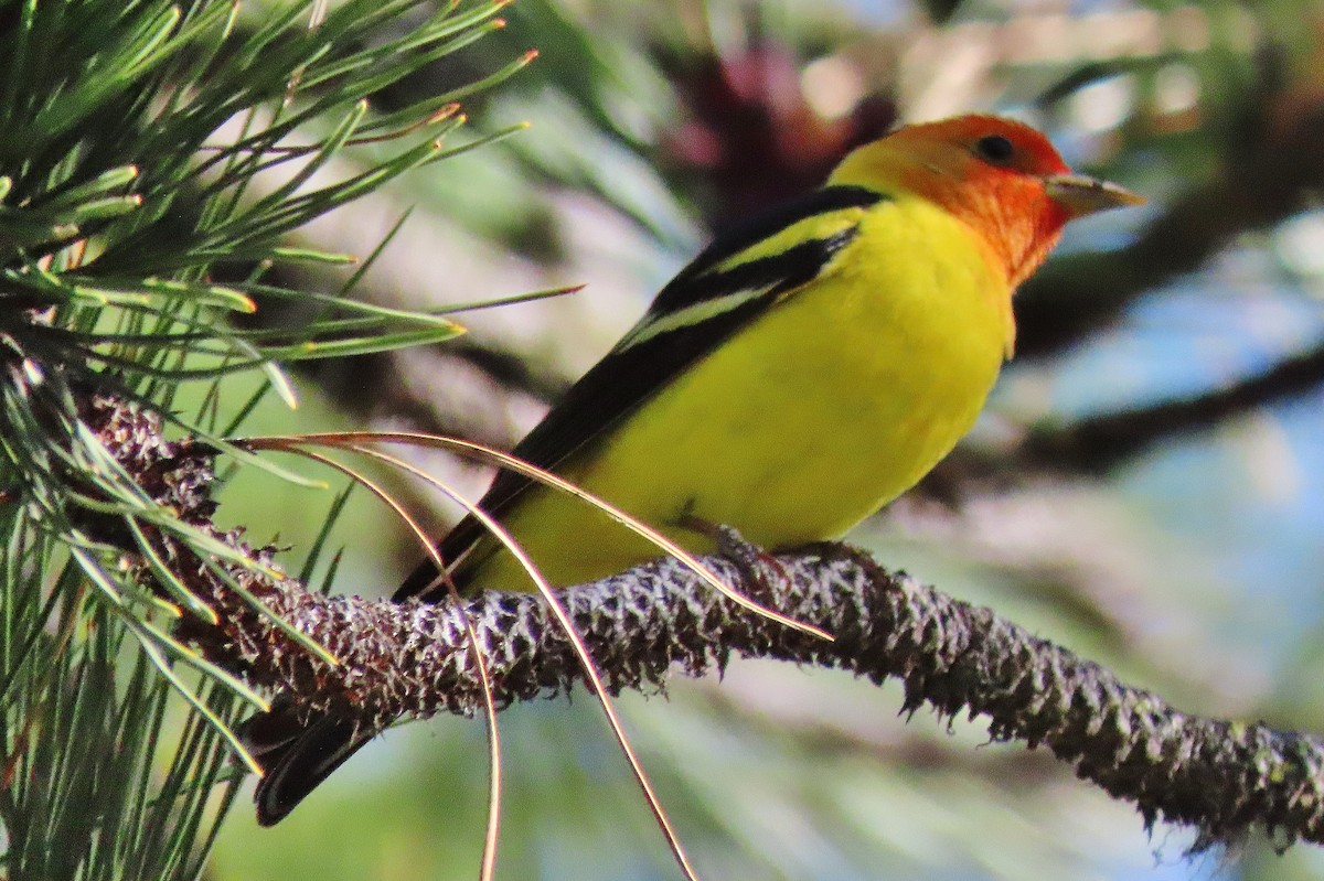Western Tanager - ML619175269