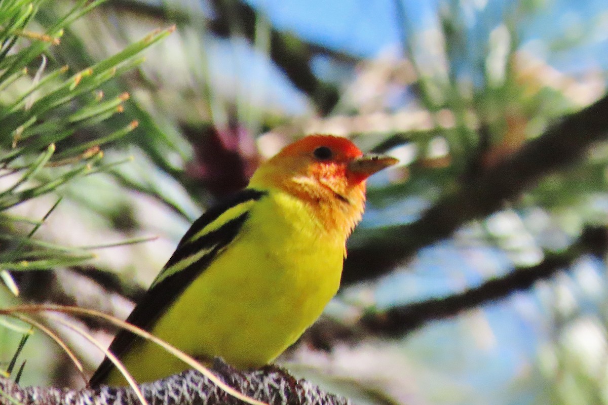 Western Tanager - ML619175270