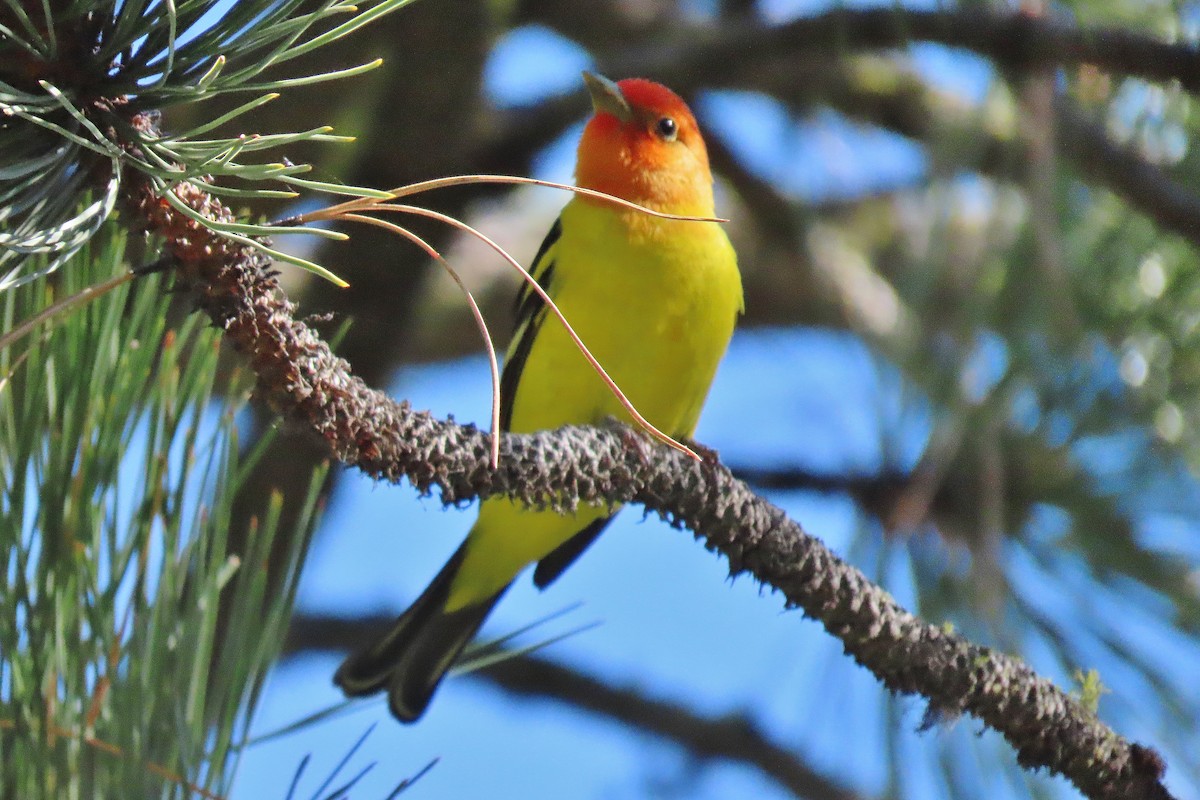 Western Tanager - ML619175271