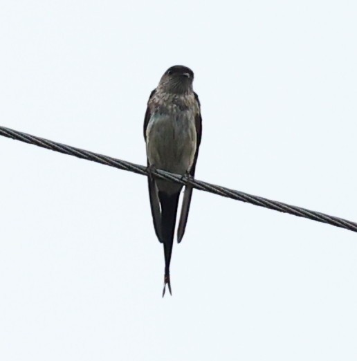 Red-rumped Swallow - ML619175288