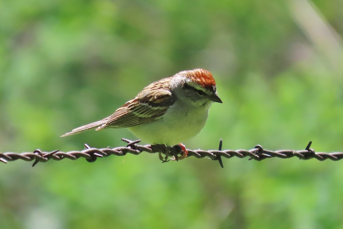 Chipping Sparrow - ML619175296
