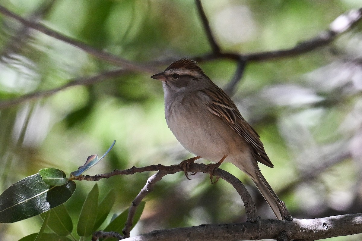 Chipping Sparrow - ML619175297