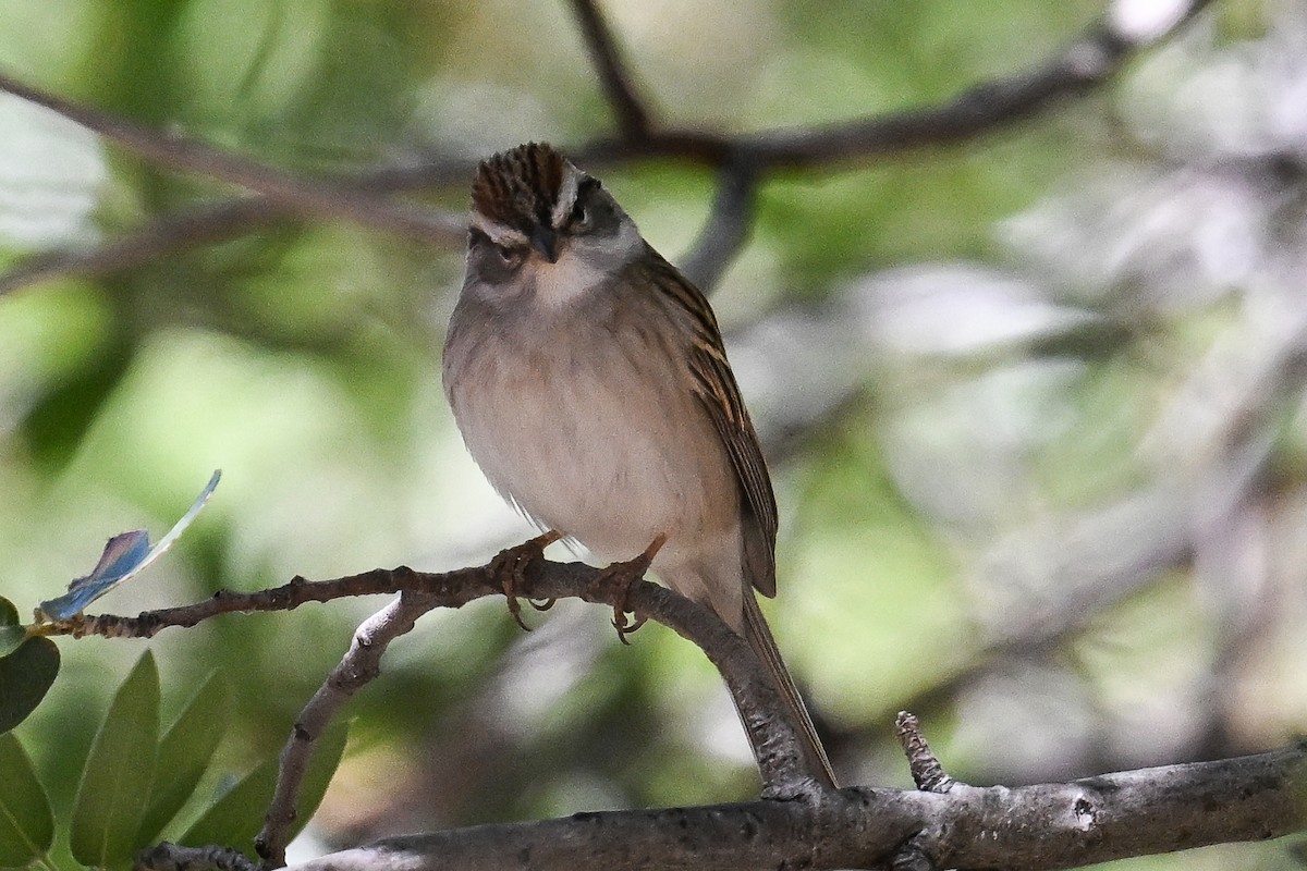 Chipping Sparrow - ML619175311
