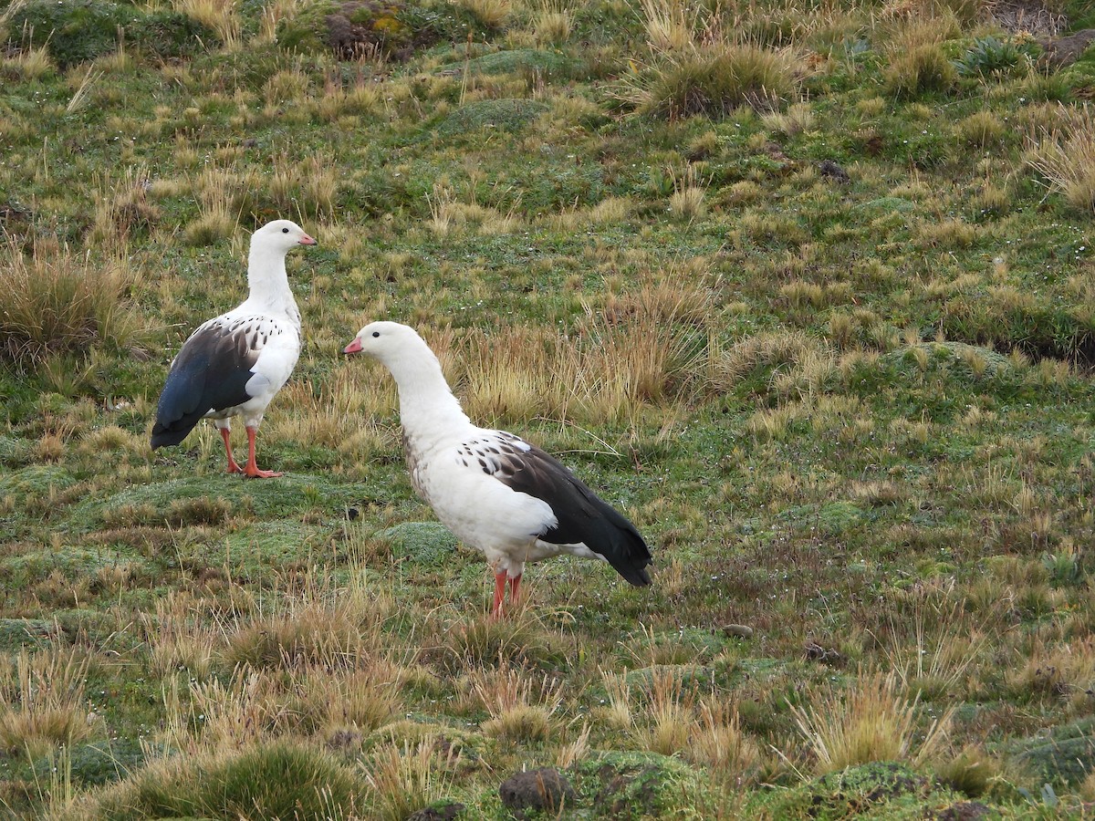 Andean Goose - ML619175358