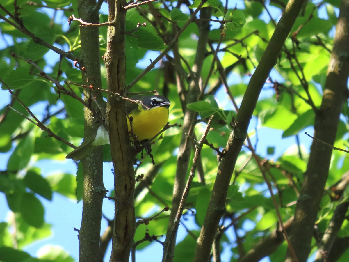 Yellow-breasted Chat - ML619175369