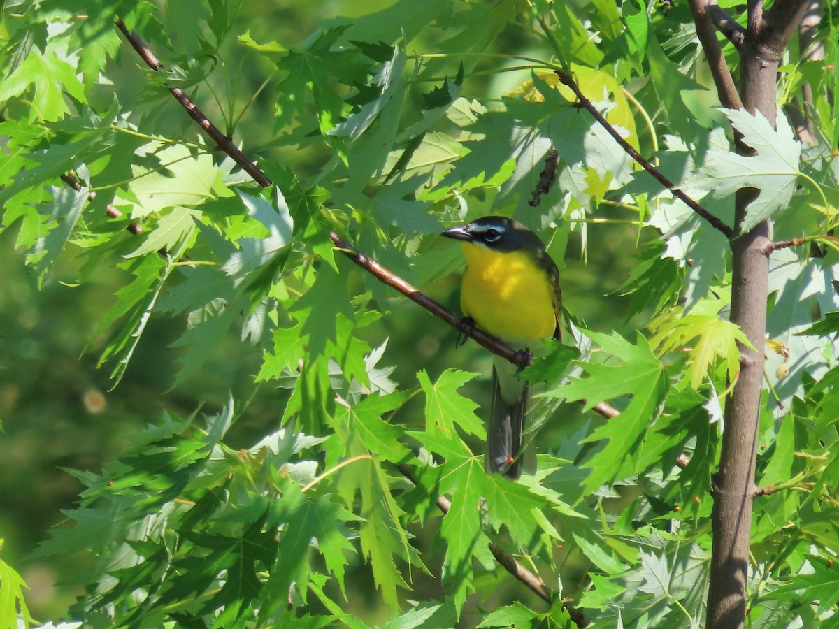 Yellow-breasted Chat - ML619175374
