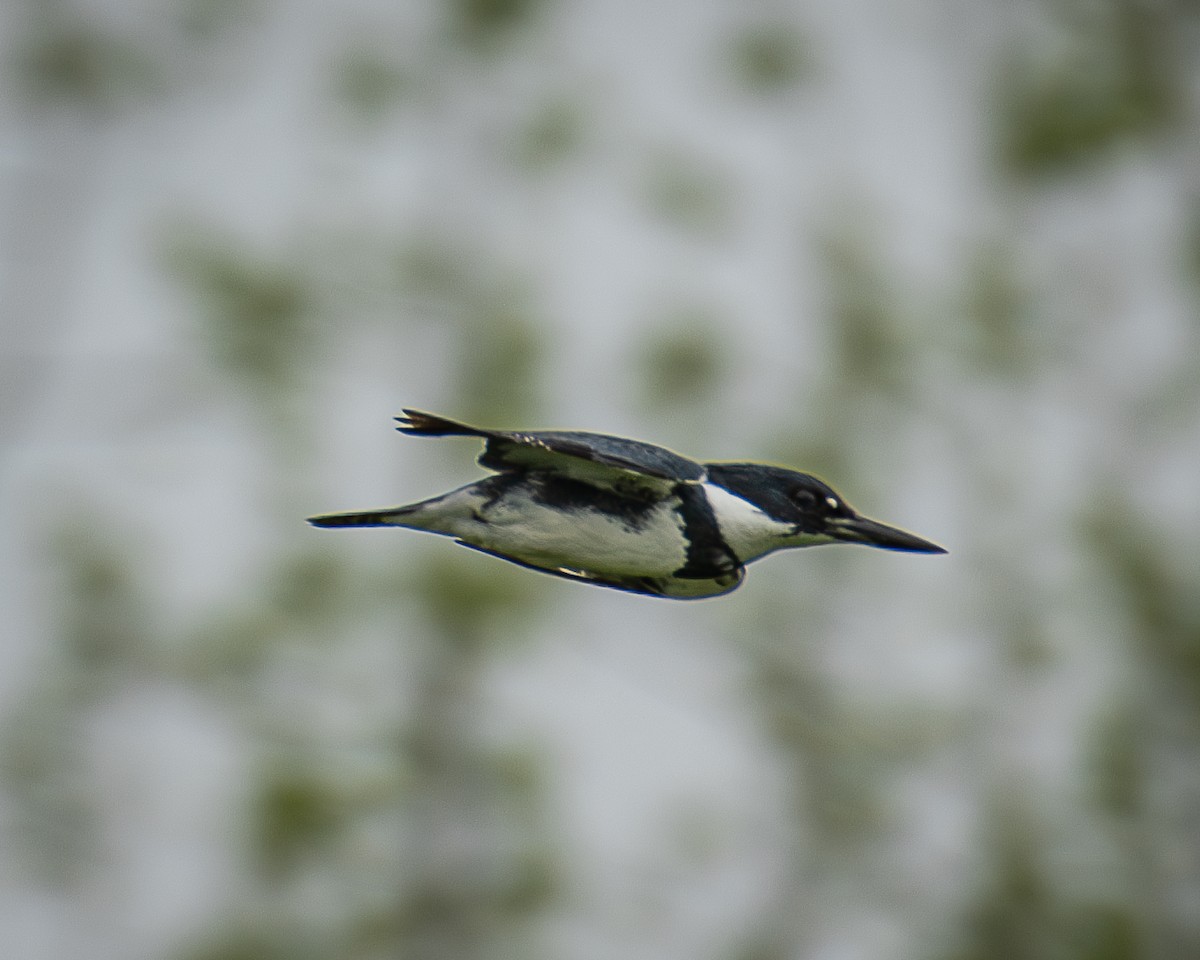 Belted Kingfisher - ML619175383