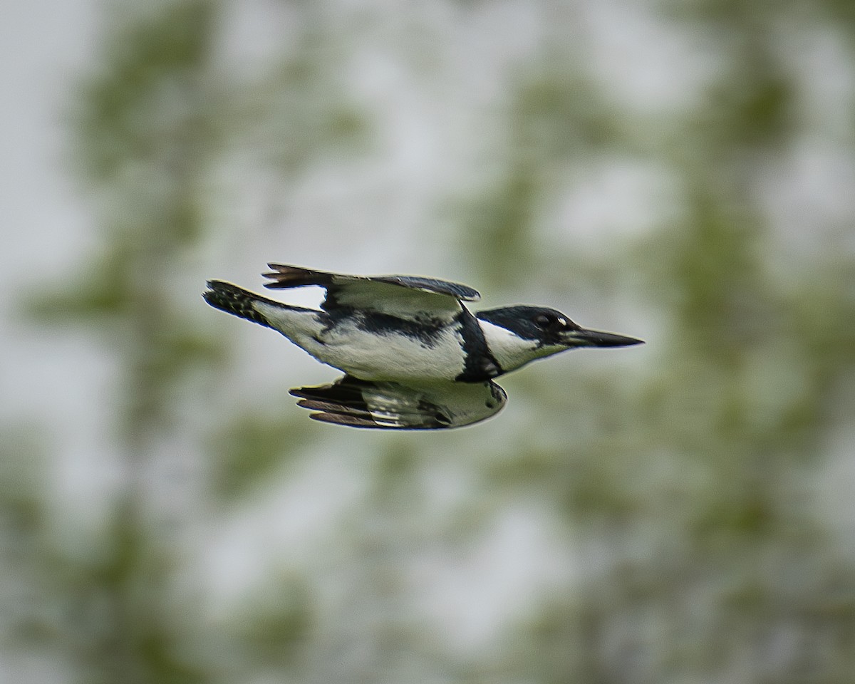 Belted Kingfisher - ML619175384