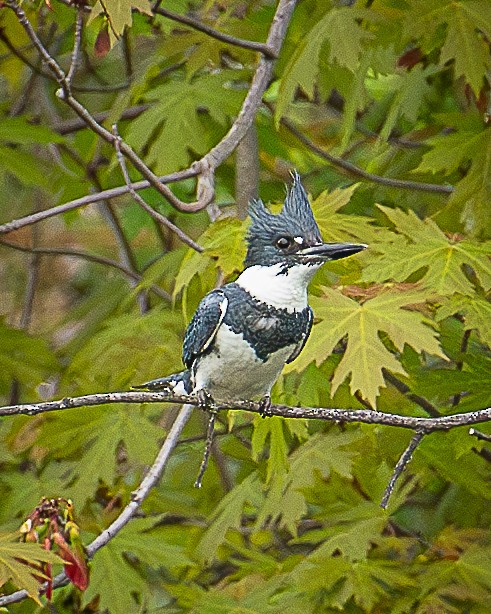 Belted Kingfisher - ML619175385