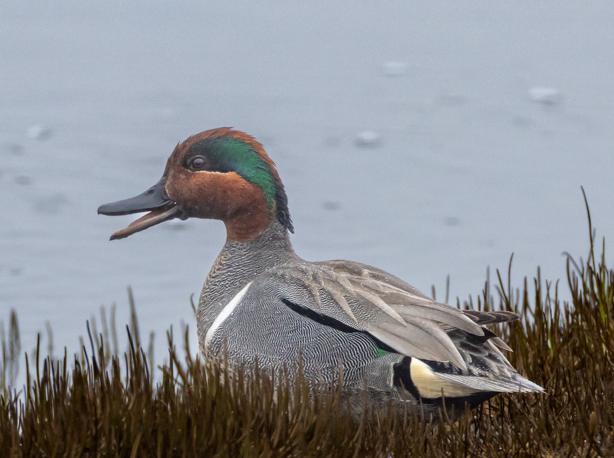 Green-winged Teal - ML619175487