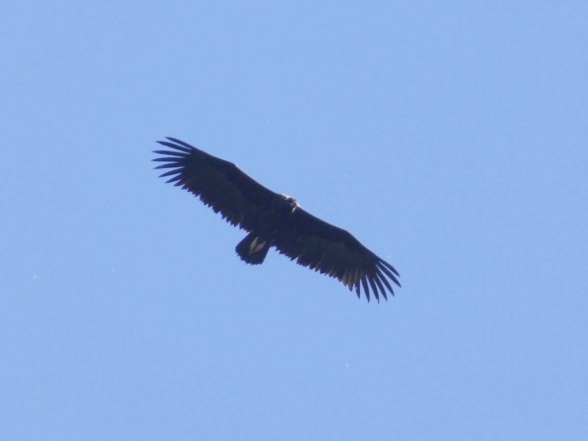 Cinereous Vulture - ML619175518