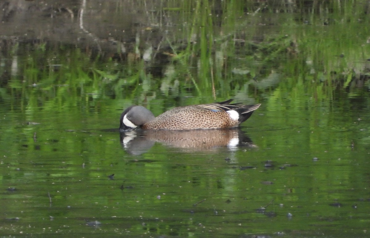 Blue-winged Teal - ML619175610