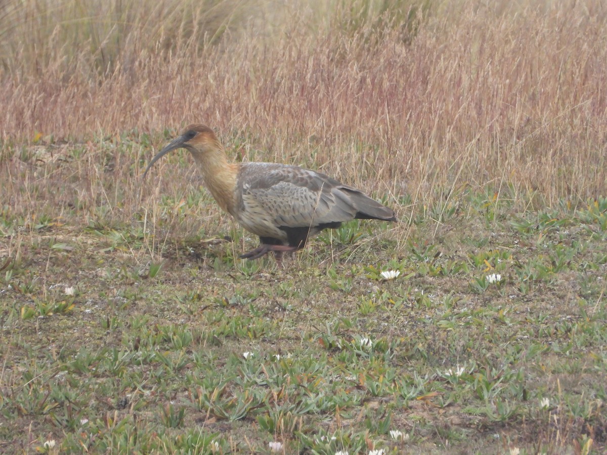 Andean Ibis - ML619175676
