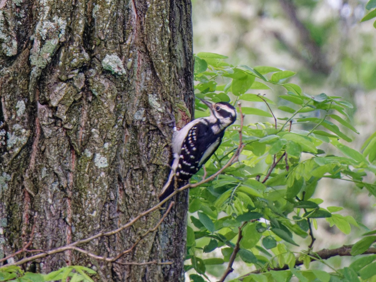 Hairy Woodpecker - ML619175681