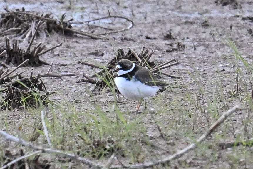 Semipalmated Plover - ML619175745