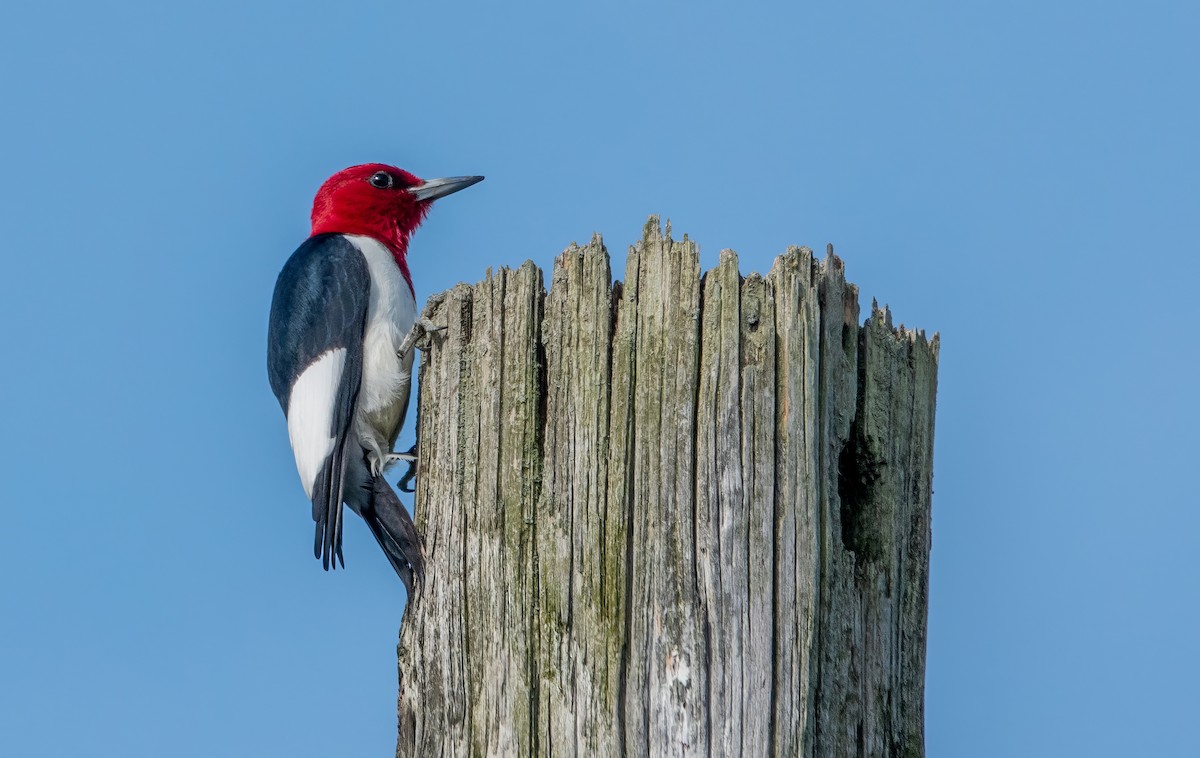 Red-headed Woodpecker - ML619175762
