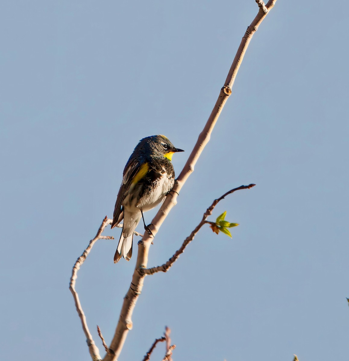 Yellow-rumped Warbler (Audubon's) - ML619175817