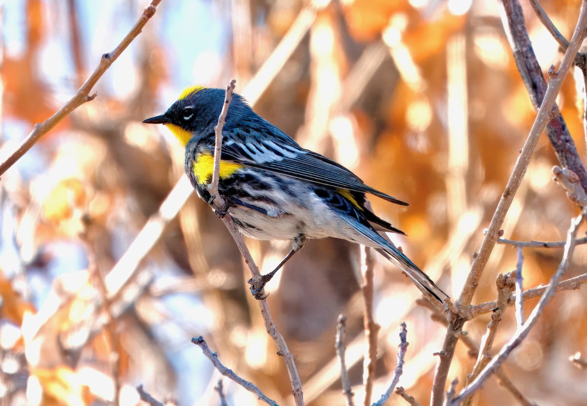 Yellow-rumped Warbler (Audubon's) - ML619175818