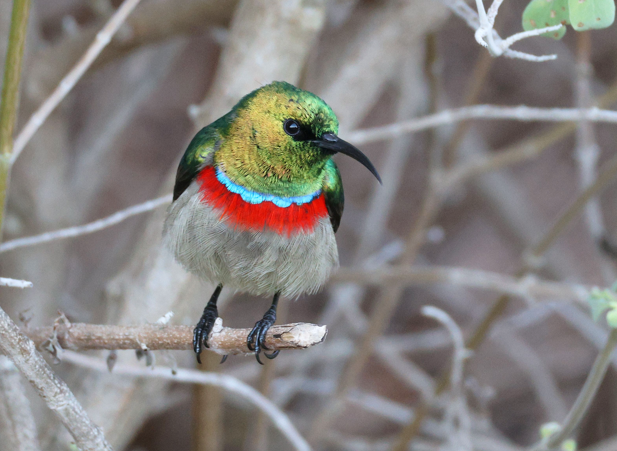 Southern Double-collared Sunbird - ML619175830