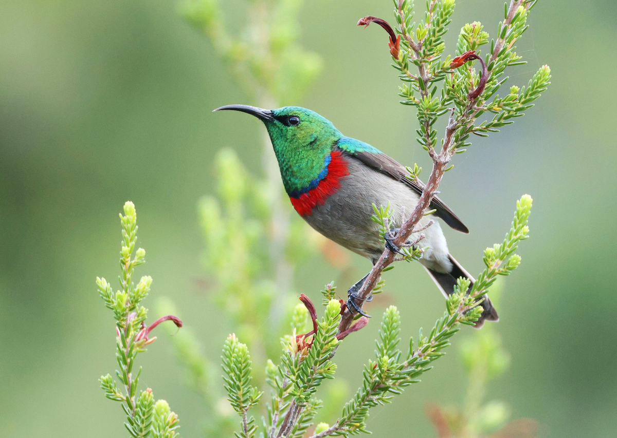 Southern Double-collared Sunbird - ML619175831