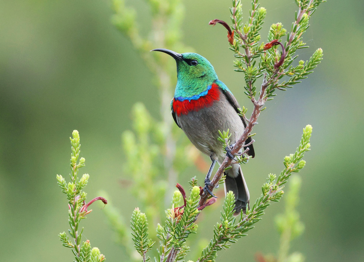 Southern Double-collared Sunbird - ML619175834