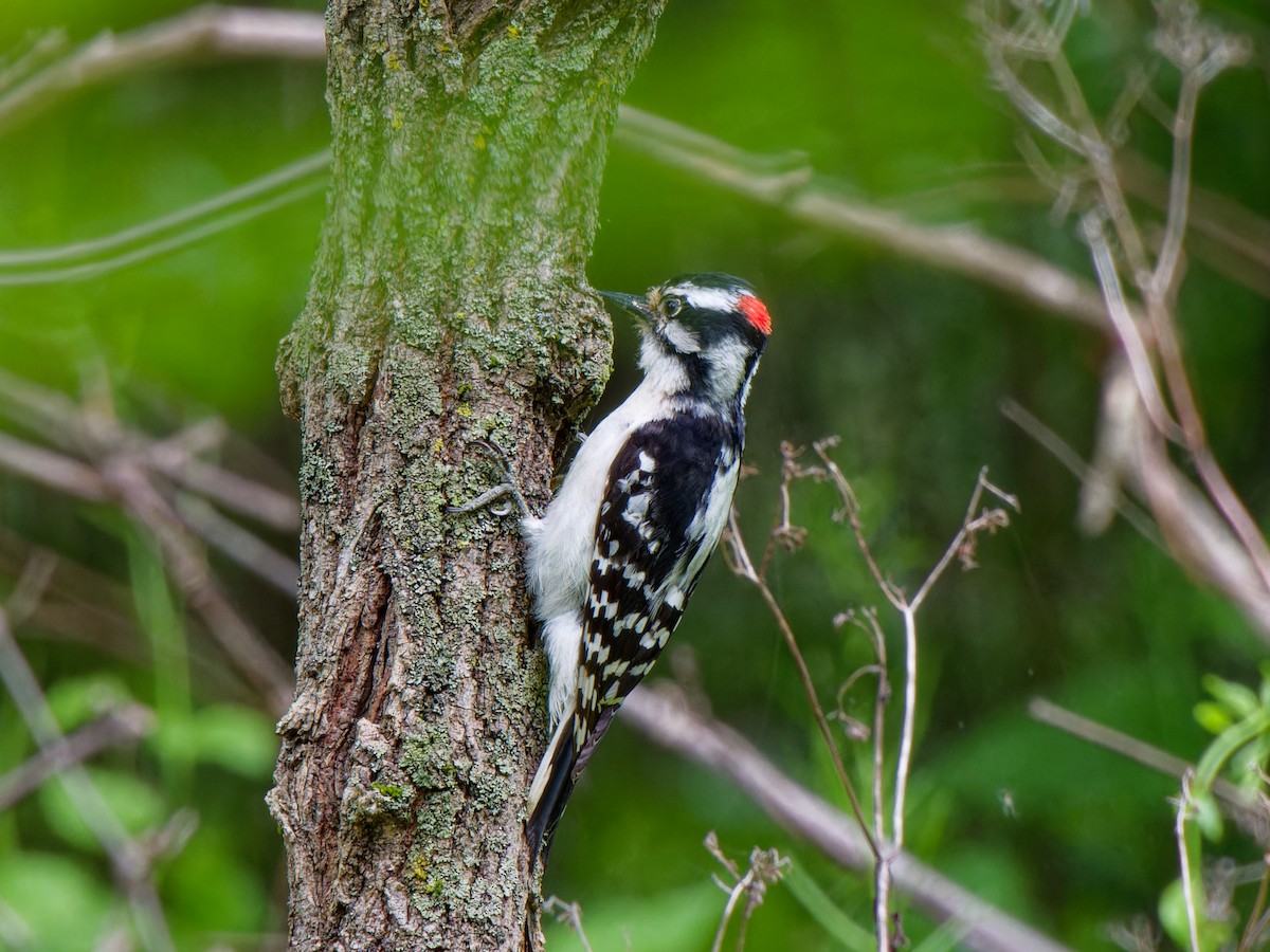 Downy Woodpecker - ML619175866