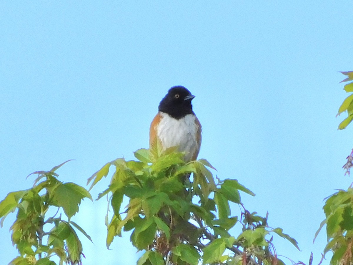 Spotted Towhee - ML619175910