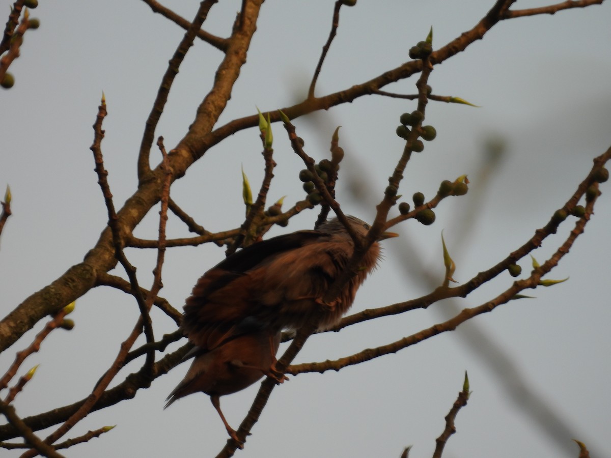 Chestnut-tailed Starling - ML619175914
