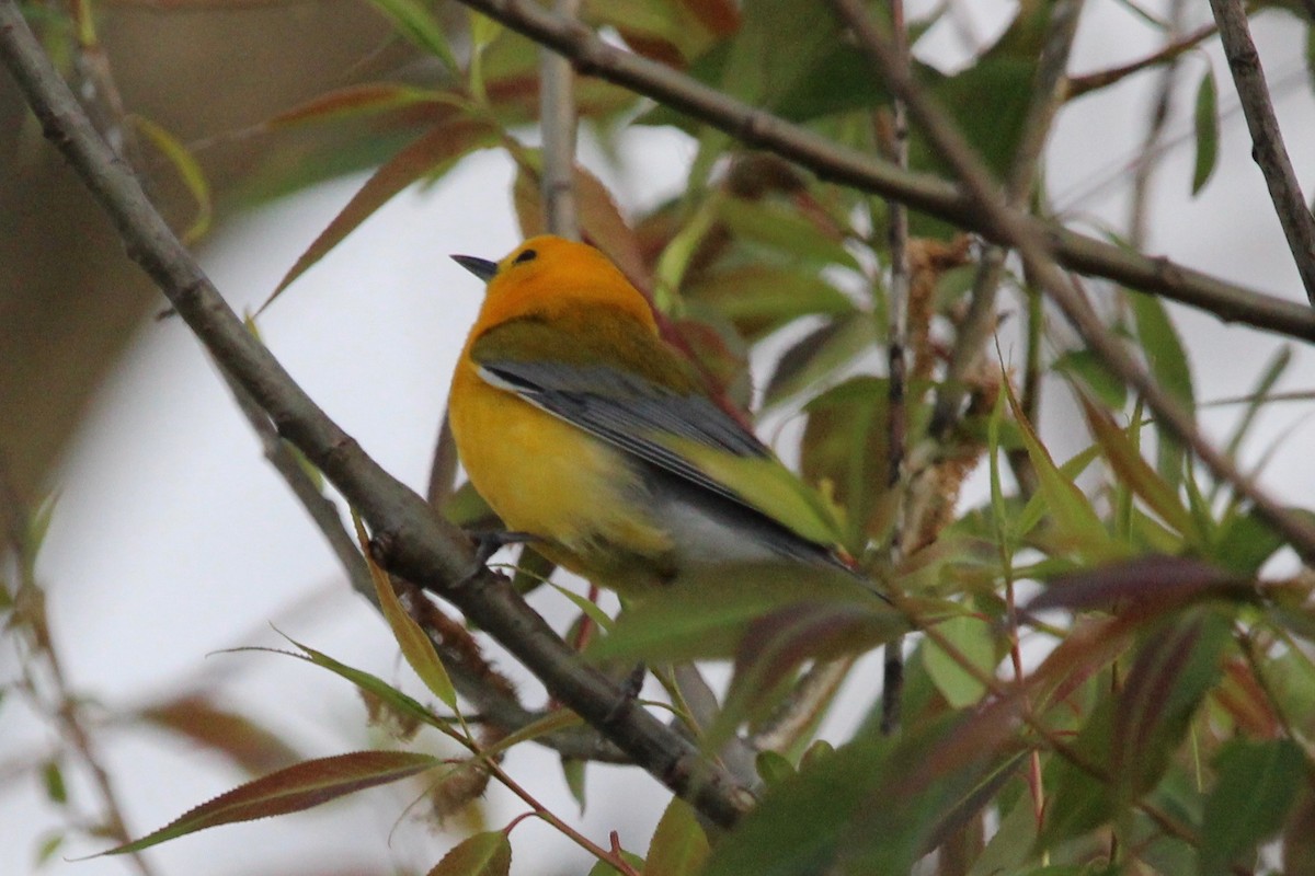 Prothonotary Warbler - ML619175918