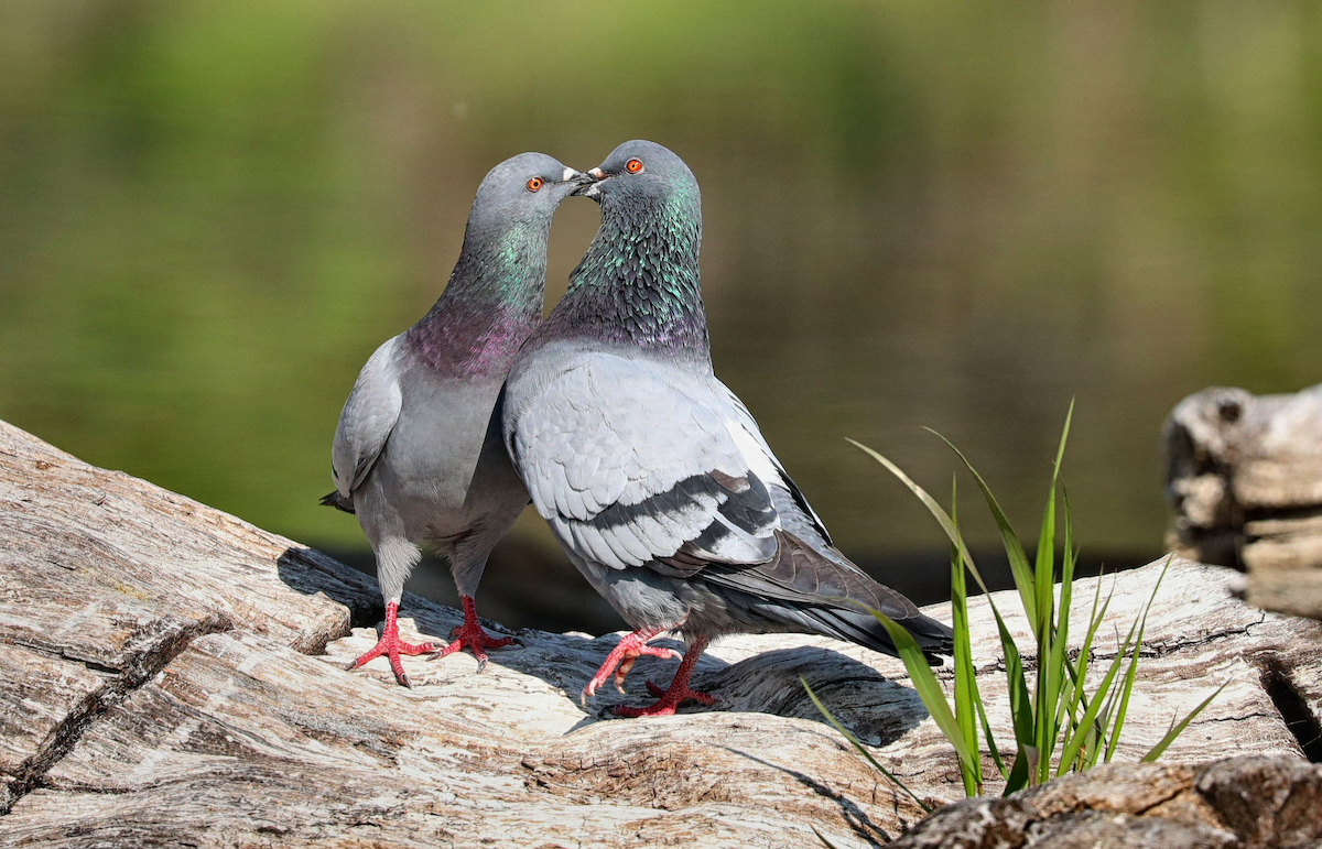 Rock Pigeon (Feral Pigeon) - ML619175920