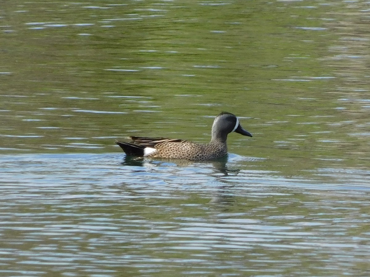 Blue-winged Teal - ML619175951